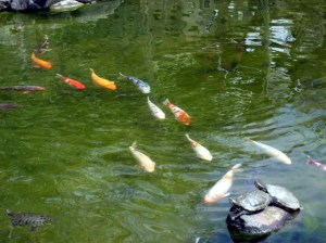 Koi and turtles