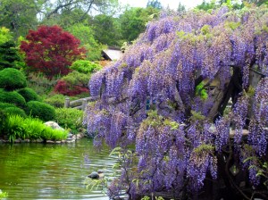 Wisteria